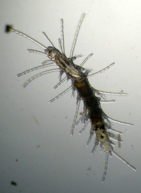 (Micro)mostri marini